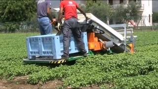 ORTOMEC optional AROMATICA  Raccolta del basilico  Harvesting of basil [upl. by Annahoj685]