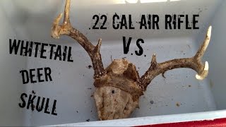 22 Cal Air Rifle vs Deer Skull [upl. by Eiro]