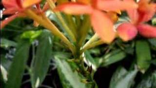 Easy Epidendrum Orchid Care [upl. by Emmit]