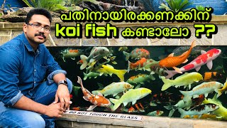 Largest Koi Farm in Southern Hemisphere   Koi Carp Malayalam  Japanese Koi Carp Malayalam [upl. by Tobit]