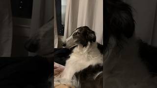 a day in the snoots part 2 borzoi silkenwindhound voiceover fyp petsofyoutube shorts satire [upl. by Krik]