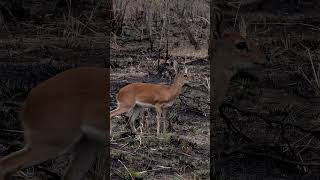 Steenbok at Kruger National Park South Africa [upl. by Airdnal264]