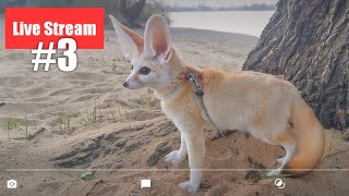 Djinns Live Stream At the Beach [upl. by Ogir]