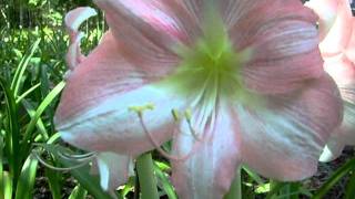 Amaryllis Bulb Hippeastrum Rosalie [upl. by Ueik360]