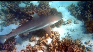 Ningaloo  Reef Sharks Teaser [upl. by Annahpos]