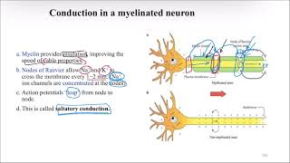 After action potentialNerve accommodationsynapses [upl. by Itteb]