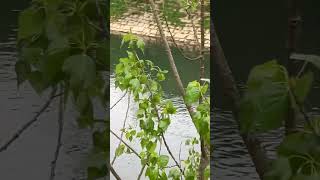 Two nutria swim down river [upl. by Nyer]