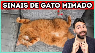 9 Sinais de Que Seu Gato É MIMADO [upl. by Barbaresi]