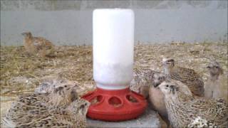 Wachteln beim fressen  Lochfutterautomat für Wachteln [upl. by Adniral]