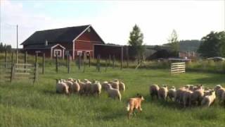 Australian Cattle Dog Herding Sheep [upl. by Nhguaval]