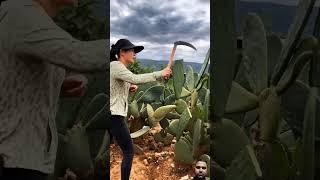 Cactus farming  Chinese farming  cactus  satisfying fruit agriculture cactus farming [upl. by Auoz]