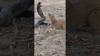 Mongoose and Black Cobra Snake spotted fighting in the forest snakevsmongoosecobrawildlife [upl. by Annaeiluj804]