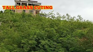 CUTTING TALL GRASS WITH STIHL FS 230 BRUSH CUTTER [upl. by Odlonyer]