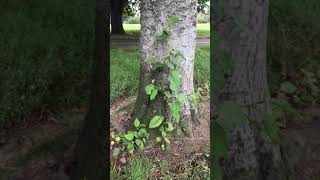 Grey alder  trunk amp suckers  August 2019 [upl. by Aleacim238]