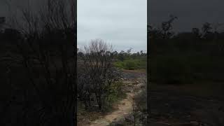 Brookton to Canning 18 nature forest relaxing hiking bushwalking [upl. by Nissy]