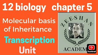 Transcription  DNA to m RNA Transcription unit  12 biology chapter 5 [upl. by Ahsratan]