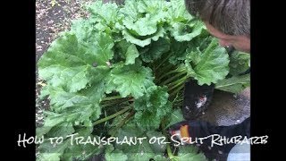 How to Transplant Rhubarb [upl. by Eelyrag903]