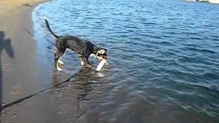 Vesta Greater Swiss Mountain Dog Swims and Retrieves [upl. by Ogeid479]