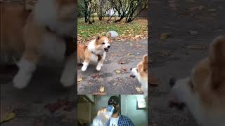 Adorable Corgi Does the Cutest Tricks 🐾 MustSee Corgi Dog Compilation Corgi Part 3 [upl. by Aihtnyc855]