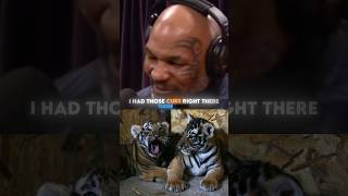 Mike Tyson shared story on how he got his tiger [upl. by Coats154]