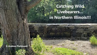 Catching Wild Livebearers in Northern Illinois [upl. by Drahnreb]