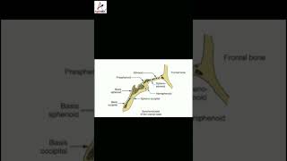 Synchondrosis  ASPIRE MDS  NEET MDS [upl. by Suhsoj]