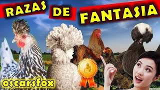 🥇 Razas de gallinas mas hermosas ornamentales 🖐CLIK AQUIIIIIII ¡¡¡¡ [upl. by Peterus]