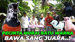 INI SAATNYA MURAI BATU BLOROK JUARA MASUK AVIARY PECINTA MURAI KETARKETIR [upl. by Wager]