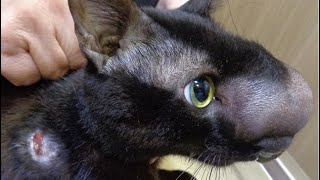 Removing A Gigantic Cuterebra Inside Tiny Kittens Nose Part 58 [upl. by Niotna]