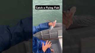 Catch a flying fish fishinglife fishtank fisherman fishvideo river aquarium catfish fish [upl. by Netsrik]