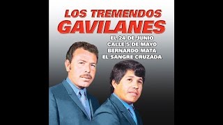 Los Tremendos Gavilanes  El Sangre Cruzada [upl. by Esilana64]