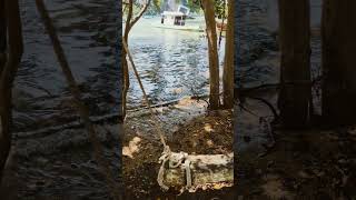 Swing I mangroves Railay beach travel railay [upl. by Amabel]