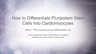 How to differentiate pluripotent stem cells PSC into cardiomyocytes [upl. by Ivets160]