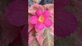 Episcia Pink Smoke [upl. by Lilyan]