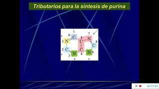 Nucleotidos Bioquímica [upl. by Elocan451]