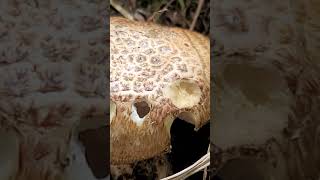 Close Up Of Lepiota Aspera Mushroom [upl. by Kiefer]