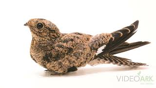 Common nighthawk Chordeiles minor hesperis at the Rocky Mountain Wildlife Alliance in Sedalia CO [upl. by Fachanan]