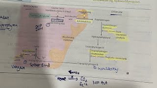 Heme synthesis and porphyria  hindi  first aid [upl. by Snyder967]