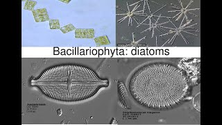 Bacillariophyta DiatomsPhycology and Bryology [upl. by Harhay]