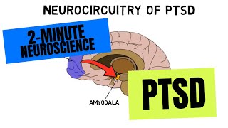 2Minute Neuroscience PTSD [upl. by Annirok]