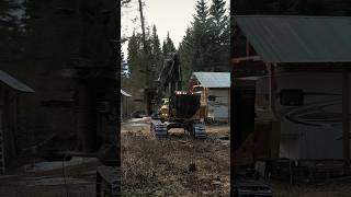 Tree Faller Caught in the Wild heavyequipment machinery work logging tigercat [upl. by Denys]