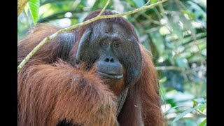 Amazing Orangutan Encounter Danum Valley Borneo [upl. by Shelah]