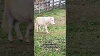 Feeding my mini horses and mini donkeys farmanimals babyanimals minicow minidonkey [upl. by Ashraf757]