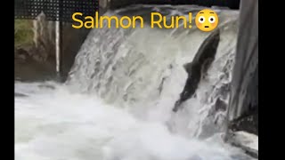 Salmon Run  Salmon Jumping Upstream 😳 nature salmonrun fishing livestream [upl. by Asel]