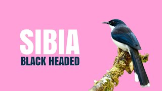 SIBIA BLACK HEADED Heterophasia Melanoleuca [upl. by Notreb]