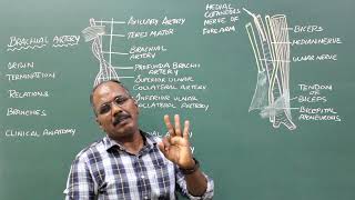 Brachial Artery [upl. by Dranyam282]