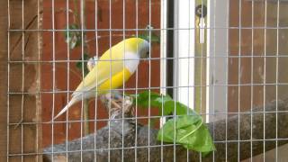 Gouldian Finches [upl. by Enniotna]