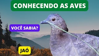 Curiosidades Sobre o JAÓ  Undulated Tinamou  Brazilian Birds Singing [upl. by Akemyt]