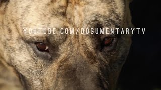 PRESA CANARIO THE CATCH DOG FROM THE CANARY ISLANDS [upl. by Lienhard]