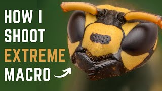 How to shoot EXTREME MACRO the EASIEST way No Focusing Rail  No Macro Lens  No Microscope [upl. by Vine]